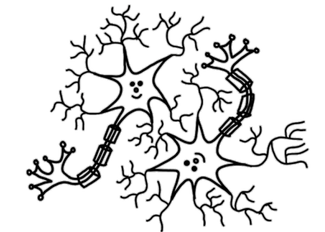 PPD:n fysiologia